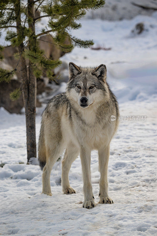 灰狼或灰狼(Canis lupus)是一种原产于北美荒野和偏远地区的犬科动物。在冬天与雪和特写。